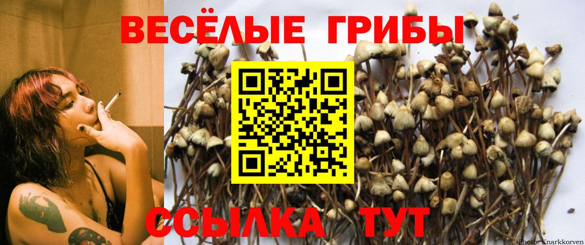 Псилоцибиновые грибы Cubensis Чебаркуль